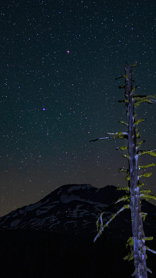 Starry snow peak with a dead tree in the foreground